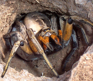 Wolf spider attack position Wolf spider attack position