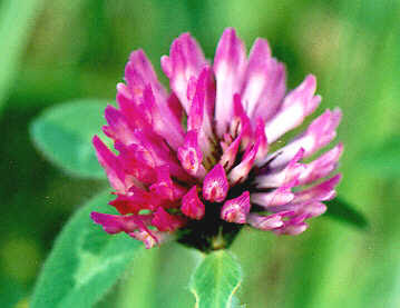 http://4.bp.blogspot.com/_k12KFNQwzYo/TG-hsUF-9NI/AAAAAAAACR0/j-m7i1_CZJU/s1600/Red+Clover+.jpg