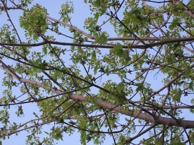 Light green leaves, just opened, against gray branches and blue sky