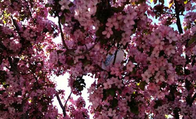 Tree with a huge number of pink flowers, glimpse of something white in the midst of it all