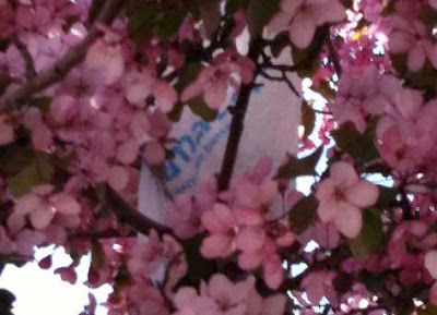 White Walmart bag with tagline visible among the flowers