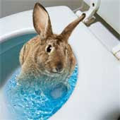 Photoshopped image of a rabbit being flushed down a toilet