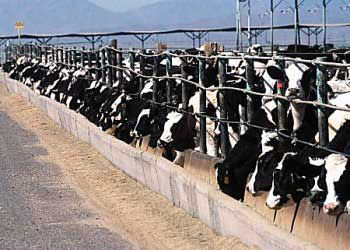 Hundreds of Holstein cows in a CAFO pen