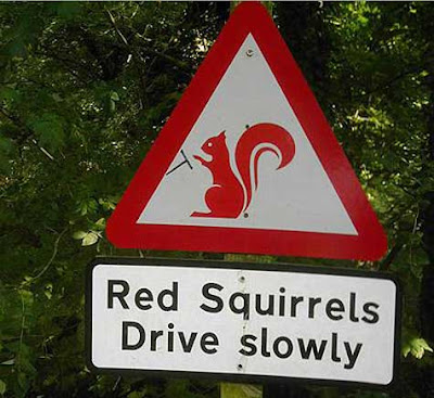 Triangle red and white warning sign reading Red Squirrels Drive slowly
