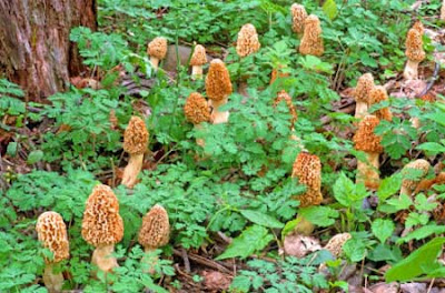 Dozens of morels in a ferny forest setting