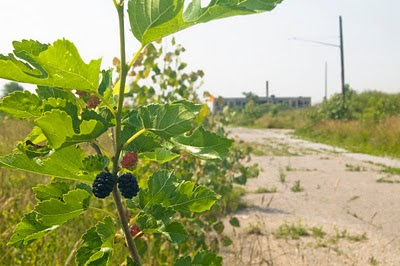 Ripe and unripe mulberreries growing in a parking lot