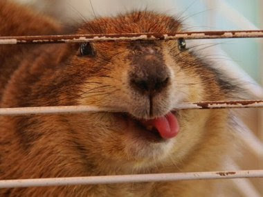 Woodchuck chewing on cage with tongue sticking out