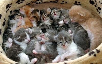 Allerca Gd Kittens