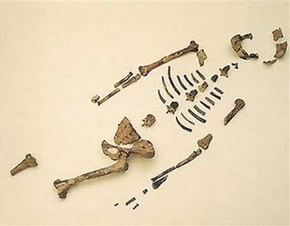 [Australopithecus+afarensi+LUCY.jpg]