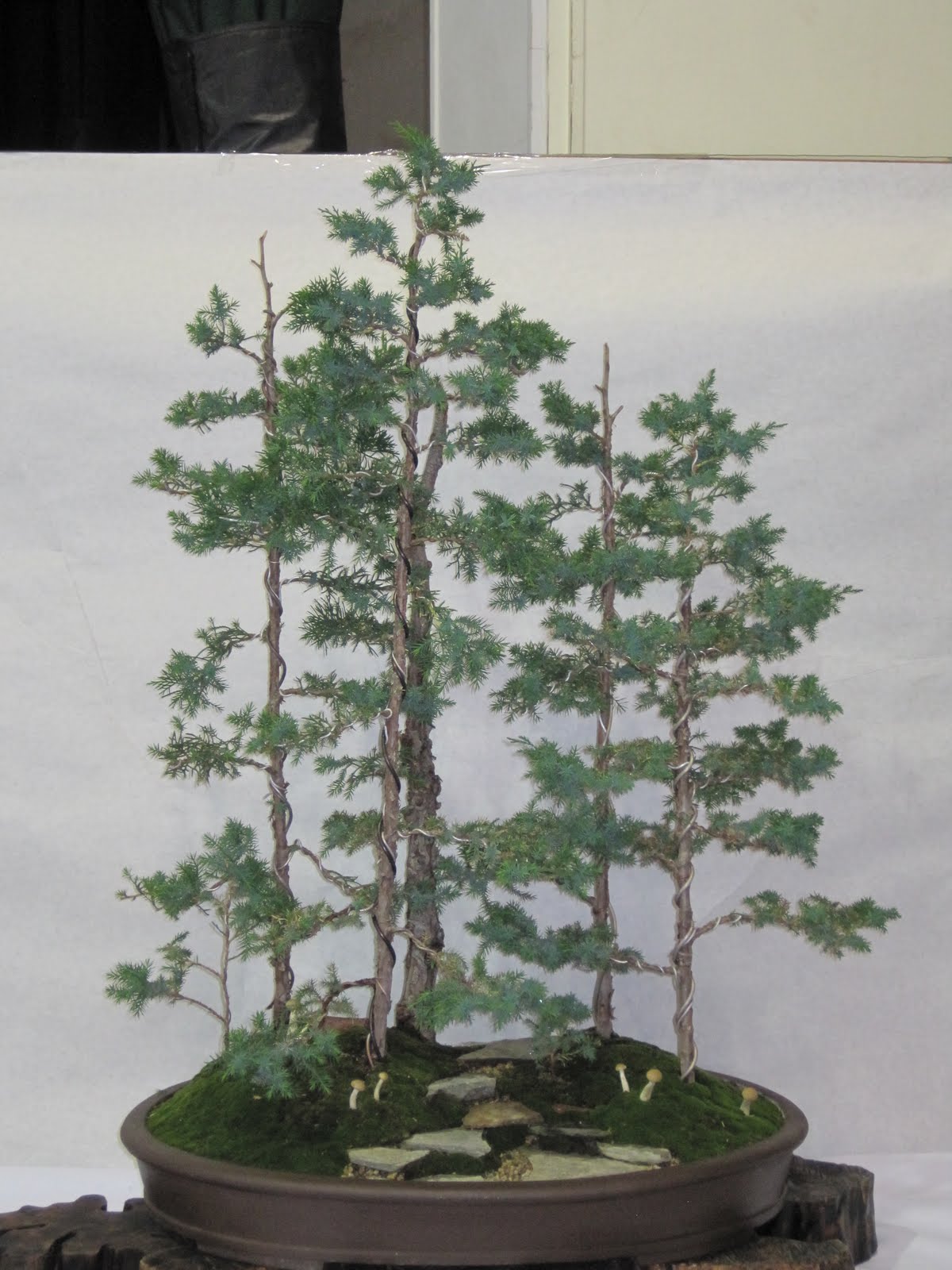 ShoChiku Bai Bonsai Club ShoChiku Bai Bonsai Club