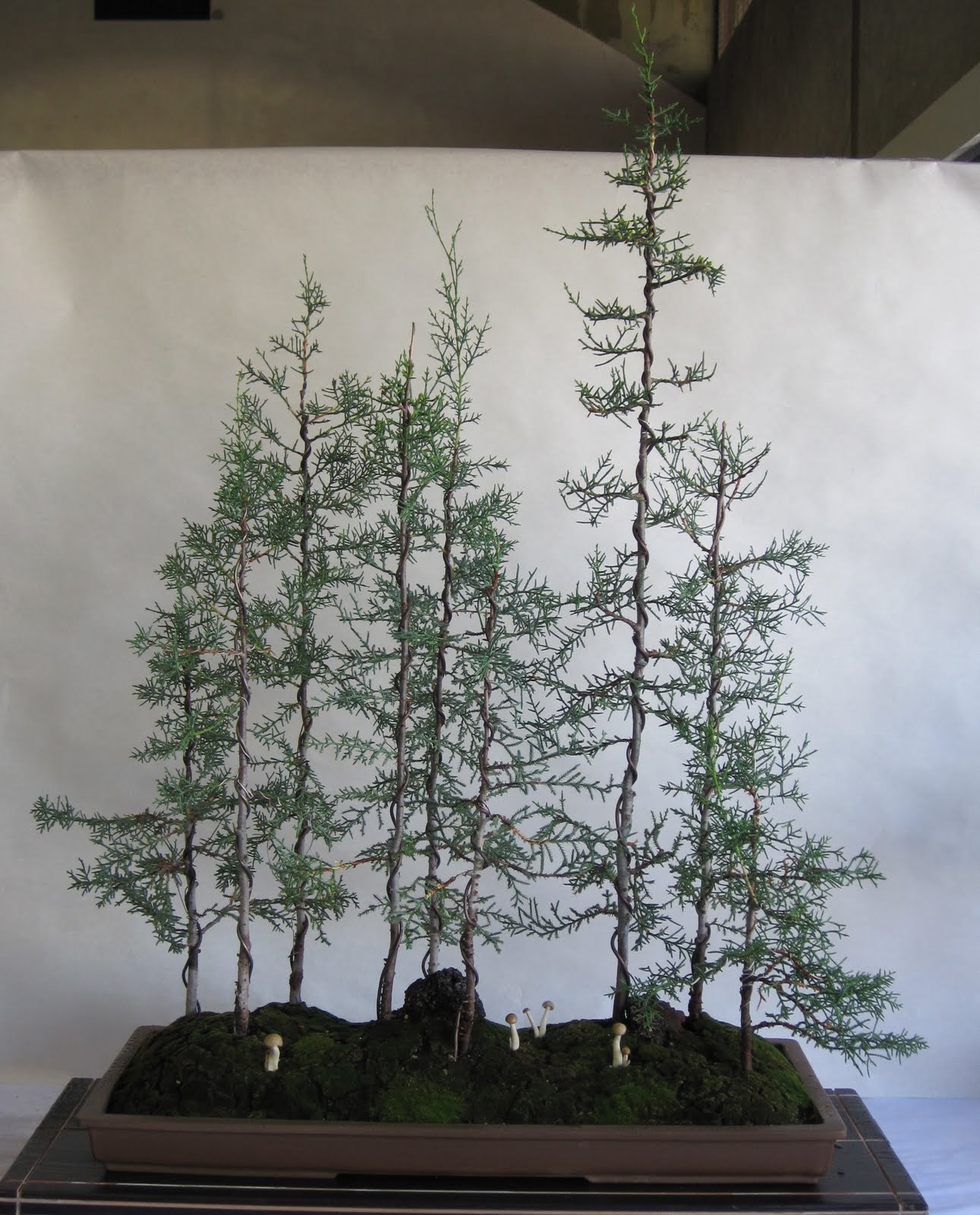 ShoChiku Bai Bonsai Club UPDATED BONSAI TREES FOR SALE As Of 05 ShoChiku Bai Bonsai Club UPDATED BONSAI TREES FOR SALE As Of 05