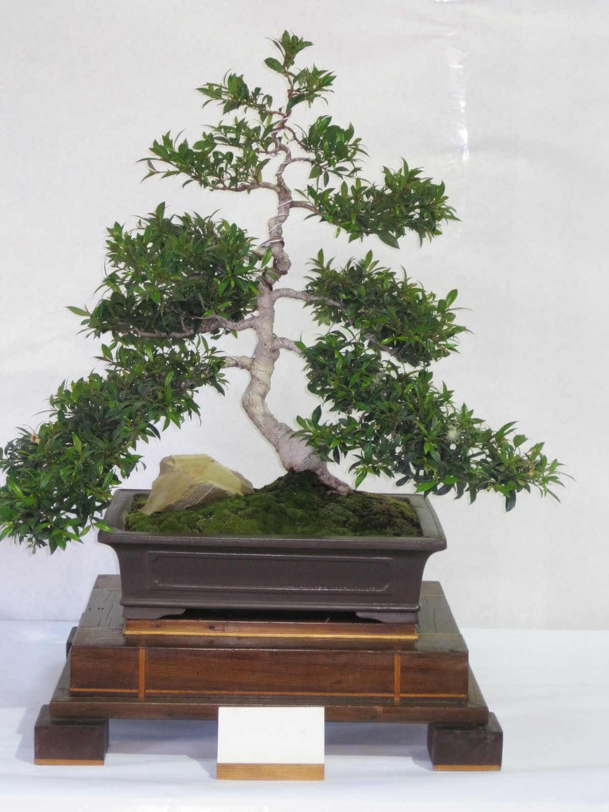 ShoChiku Bai Bonsai Club Bonsai Trees for Sale