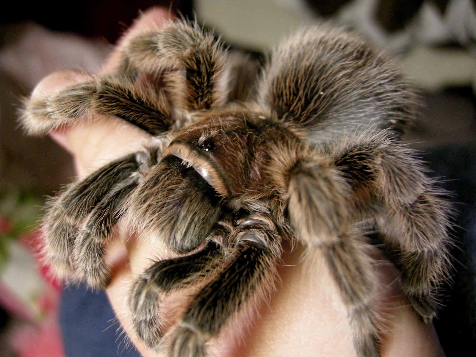 spider fur