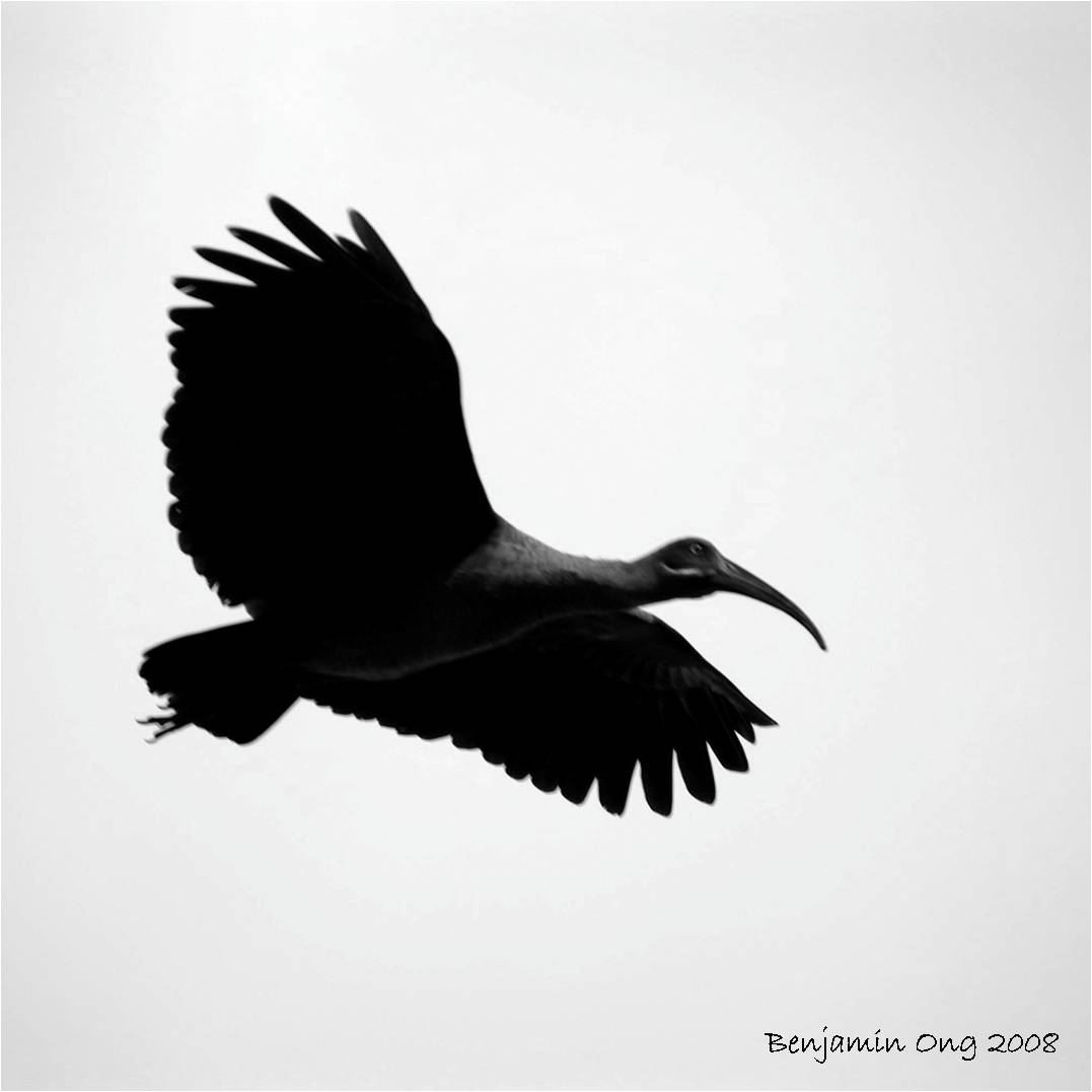 [ibis+in+flight.jpg]