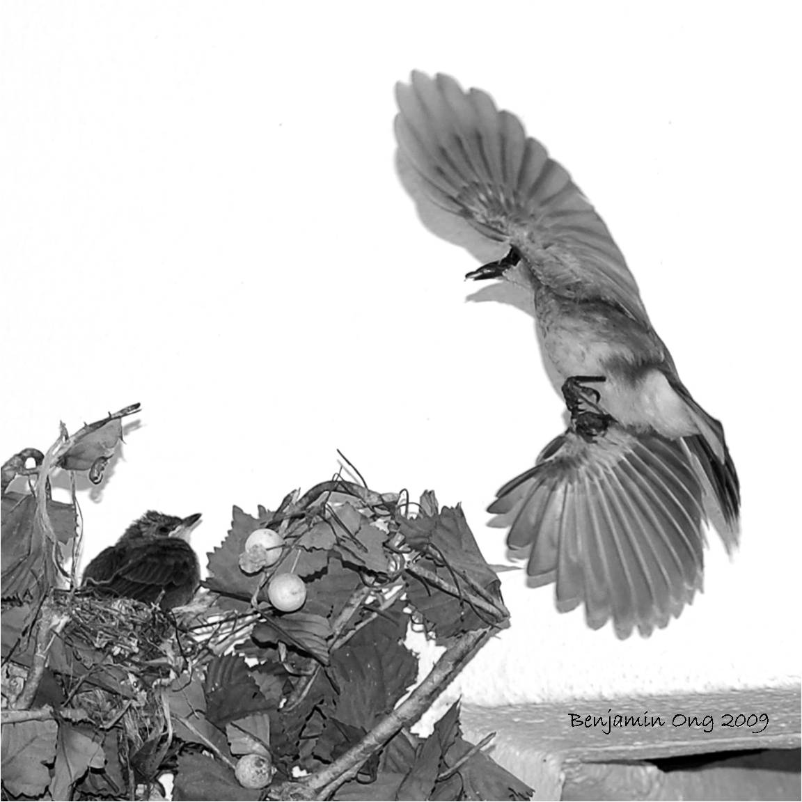 [04+bird+feeding.jpg]