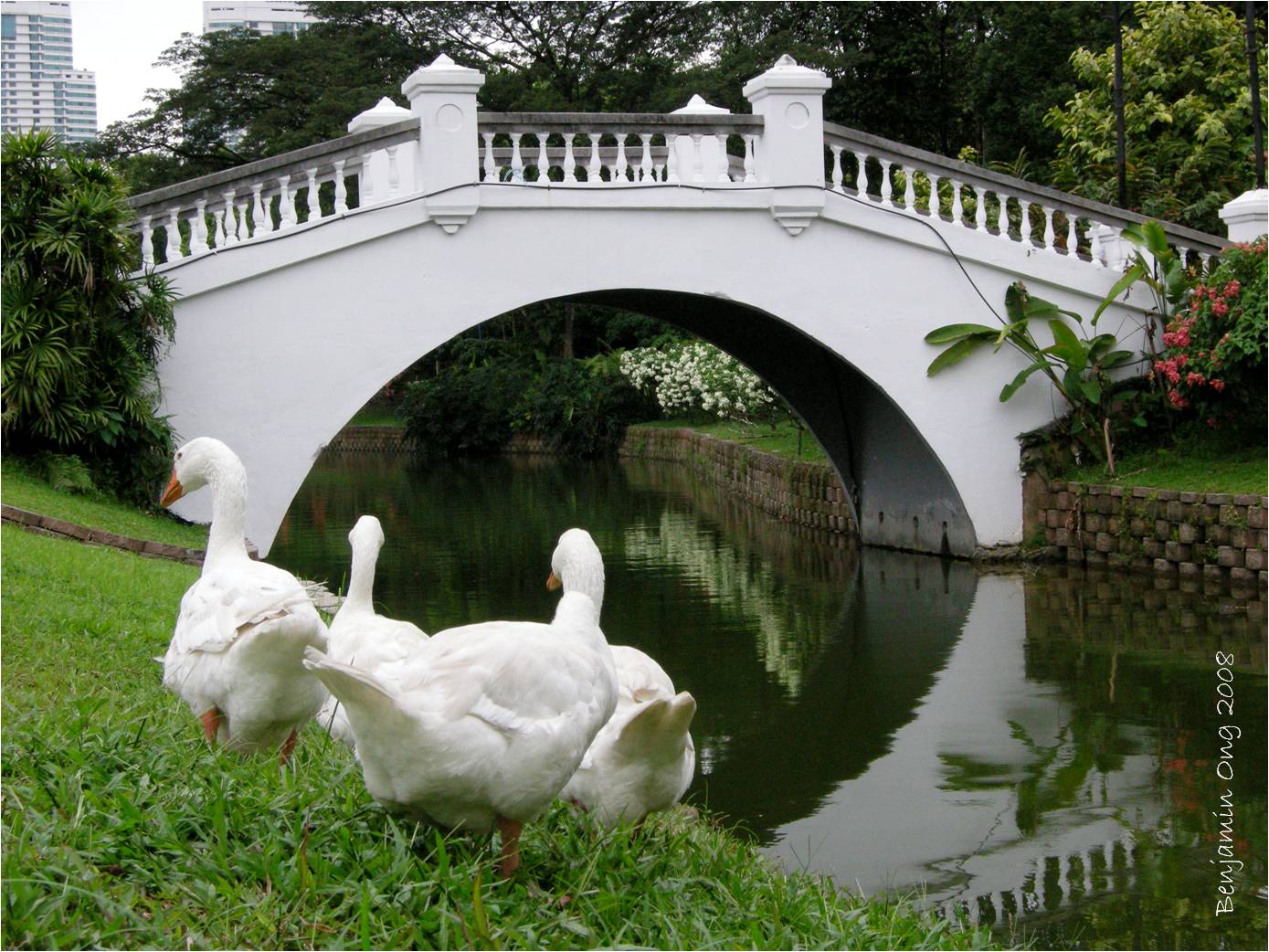 [park+-+geese+and+bridge+(labelled).jpg]
