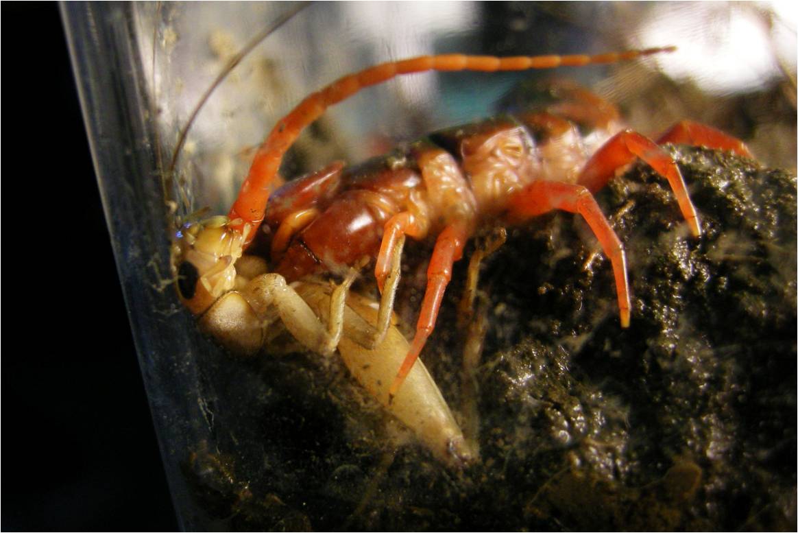 [14+centipede.jpg]