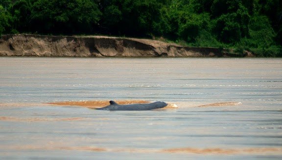 Mekong+dolphin+population