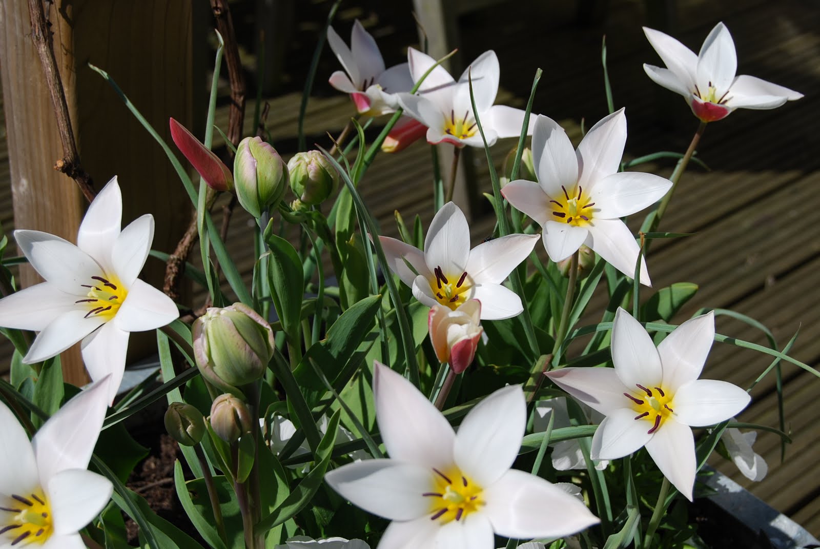 lady jane tulip