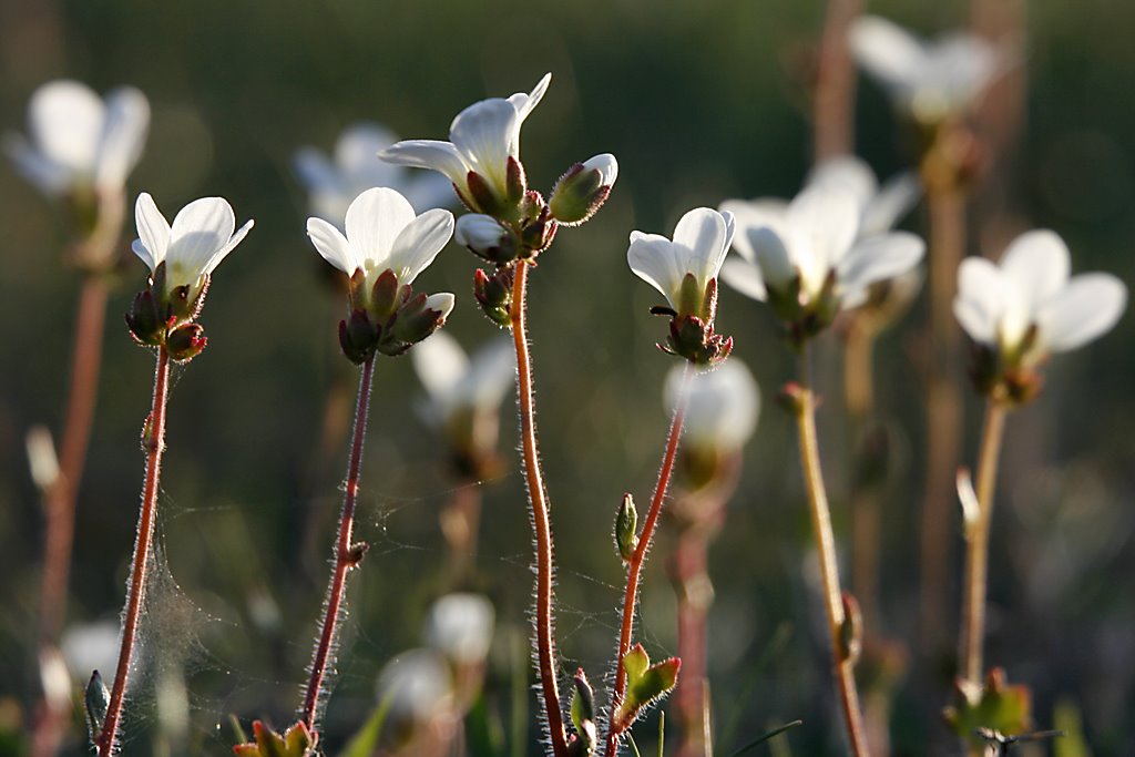[blommor.jpg]