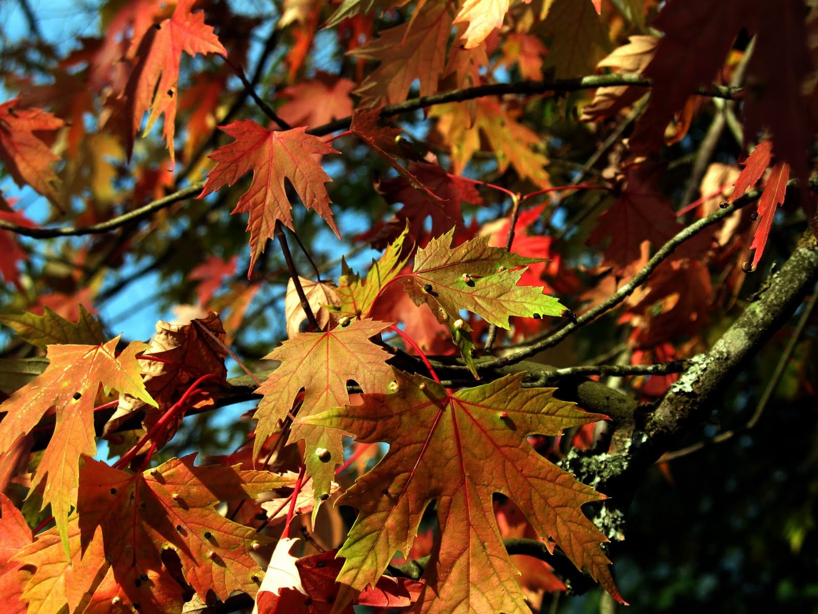 [260297320_f6cb7cf376_o.jpg]