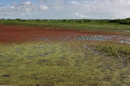 Duck Weed ranges from red to