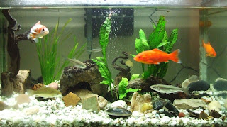 peceras de agua salada precios acuario moby dick peces agua dulce y marinos peceras de agua salada precios acuario moby dick peces agua dulce y marinos