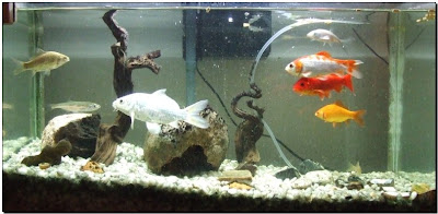 peceras de agua salada precios acuario moby dick peces agua dulce y marinos peceras de agua salada precios acuario moby dick peces agua dulce y marinos