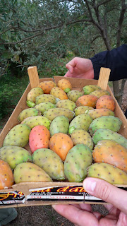 Fico d'india- dolcezza pungente Fico d'india- dolcezza pungente