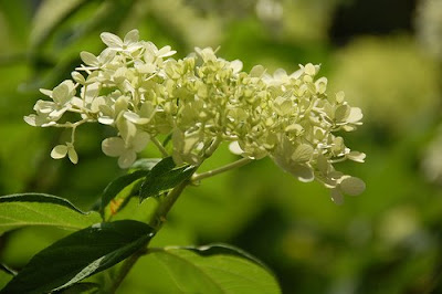 hydrangea in full summer | simple pretty