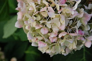 lasalle street hydrangea in late summer | simple pretty
