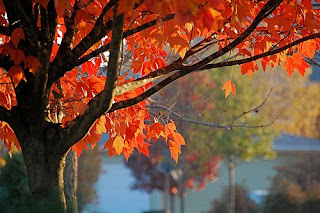 lasalle street maple, autumn 2008 | simple pretty