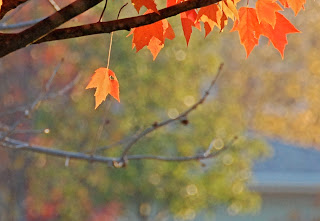 the last of the maple leaves, autumn 2008 | simple pretty