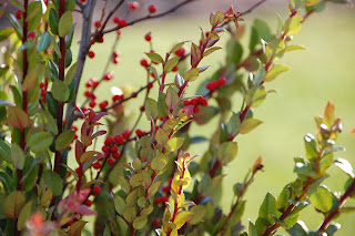 holiday planters with red and greenery | simple pretty