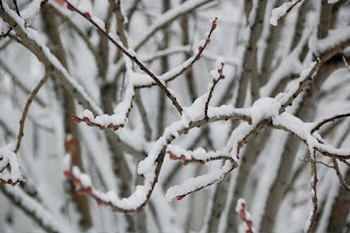 snow on branches | simple pretty