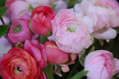 ranunculus bouquet | simple pretty