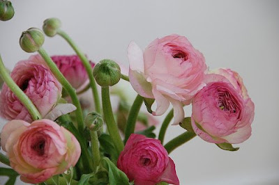 pink ranunculus | simple pretty