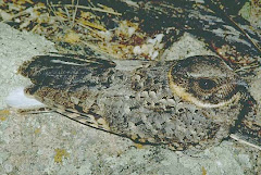 Caprimulgus badius