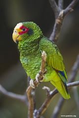 Amazona xantholora