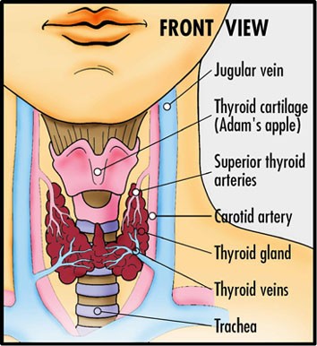 THE THYROID: A LOOK INSIDE