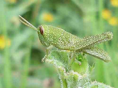 [tiny-green-grasshopper.jpg]
