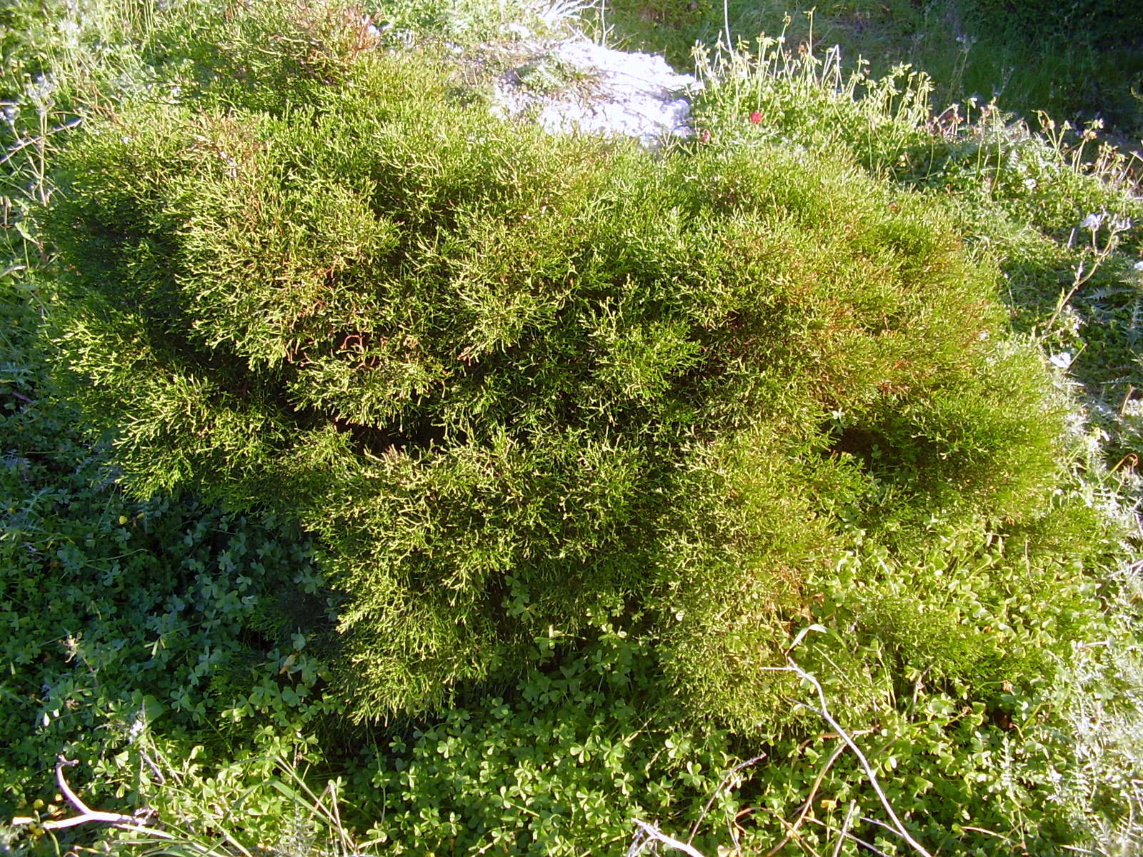 Muticaria The Maltese national tree