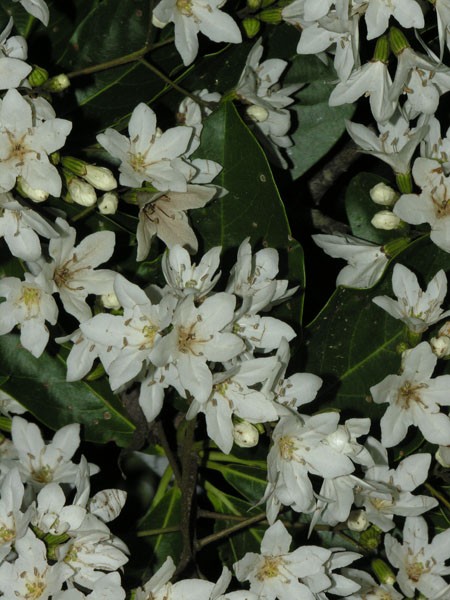 Los Arboles de La Peninsula de Osa Costa Rica America Central Cordia