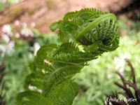 No seeds, no fruits, no flowers: no problem.: Edible Ostrich Ferns