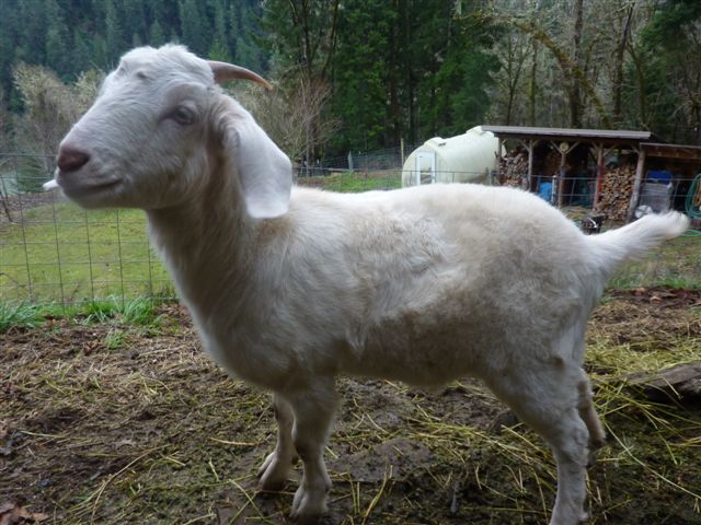 Richcat 山羊居 Trim Hooves 羊蹄的修剪