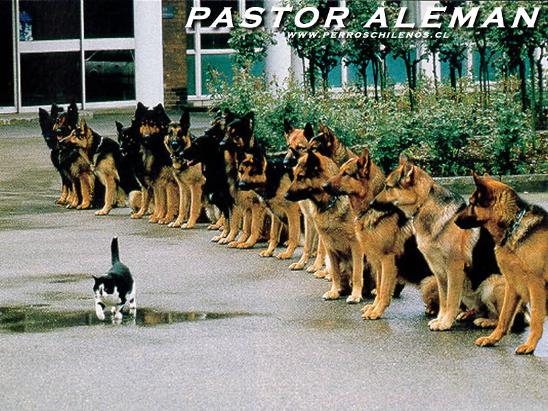 perros