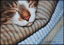 "Cat Sleeping..... Do NOT Disturb!"