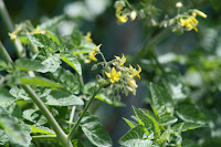 cherry tomato blossoms