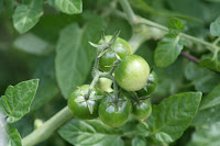 cherry tomatoes new fruit