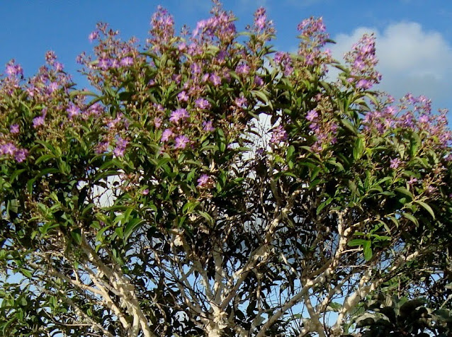 flores do pau papel Tibouchina papyrus- flores